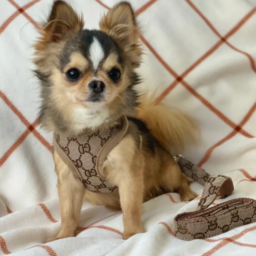 PUCCI GD Luxury Designer Dog Harness & Leash Set crafted from premium leather with high-quality metal hardware